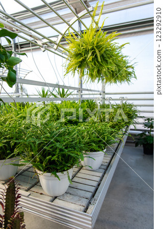 Different plants in flower pots in flowers store 123292910