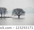 漂浮在湖中的樹木 123293171