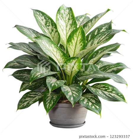 Most Beautiful Leaves in the World 123293337