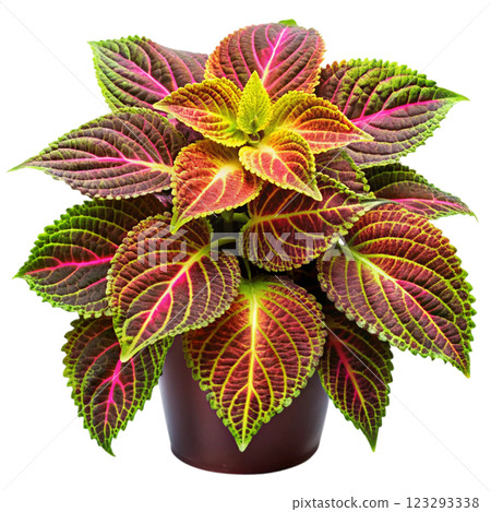 Most Beautiful Leaves in the World 123293338