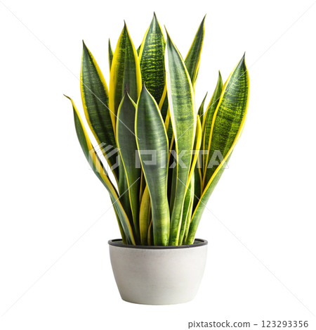 Most Beautiful Leaves in the World 123293356