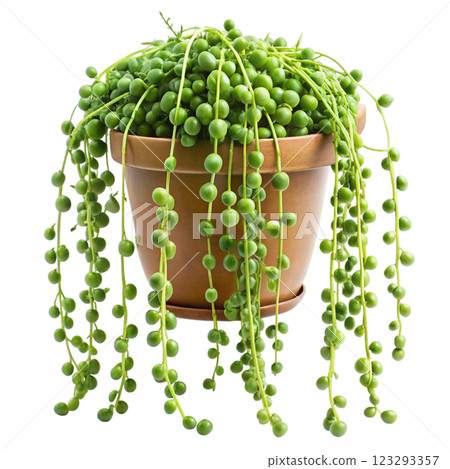 Most Beautiful Leaves in the World 123293357