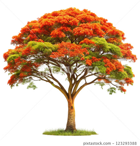 The most beautiful tree in the world 123293388