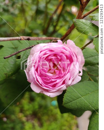 Elegant Pink Rose in Full Bloom Amidst Green Leaves 123293413