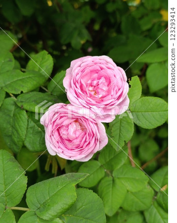Two Pink Roses in Full Bloom Amidst Lush Green Leaves 123293414