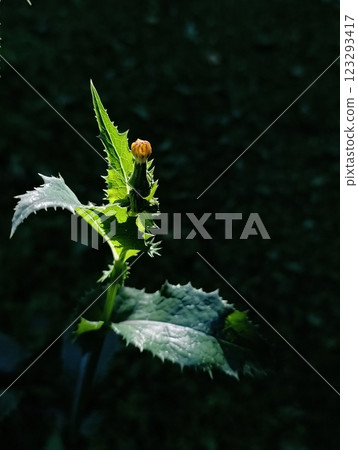 Thistle Plant with Tiny Yellow Flower Against Dark Background Thistle Plant with Tiny Yellow Flower Against Dark Background 123293417