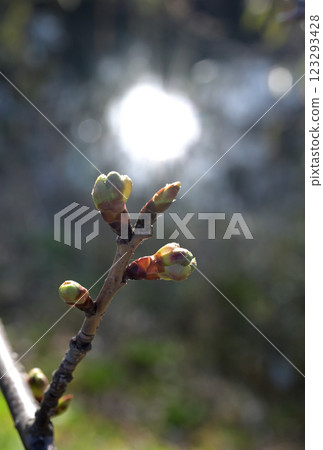 Cherry blossom buds herald the arrival of spring 123293428