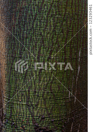 Close-up of a tree trunk with intricate textured green bark under dappled light Close-up of a tree trunk with intricate textured green bark under dappled light 123293461