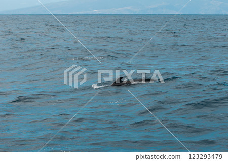 Pilot whale swimming in the open waters off the coast of Tenerife Pilot whale swimming in the open waters off the coast of Tenerife 123293479