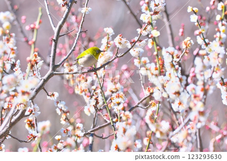 Mejiro on plum Mejiro on plum 123293630