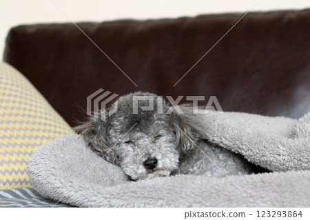 Dog relaxing under a blanket Silver toy poodle Relaxed Eyes Old dog 123293864