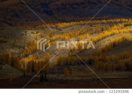 Golden autumn trees on hillside with rocky landscape and distant mountain Golden autumn trees on hillside with rocky landscape and distant mountain 123293896