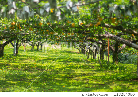 Pear hunting Pear hunting 123294090