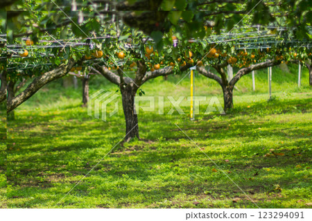 Pear hunting 123294091
