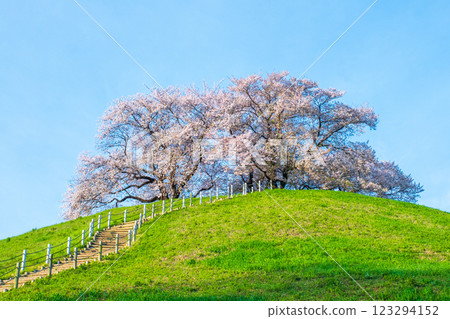 Marugameyama古墳(Sakitama Mound Tomb Park)的櫻花 Marugameyama古墳(Sakitama Mound Tomb Park)的櫻花 123294152