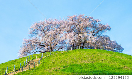 Cherry blossoms of the Marugameyama ancient burial mound (Sakitama Mound Tomb Park) 123294153