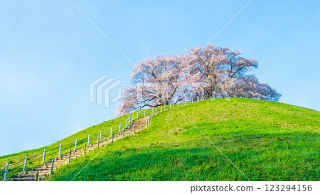 Marugameyama古墳(Sakitama Mound Tomb Park)的櫻花 Marugameyama古墳(Sakitama Mound Tomb Park)的櫻花 123294156