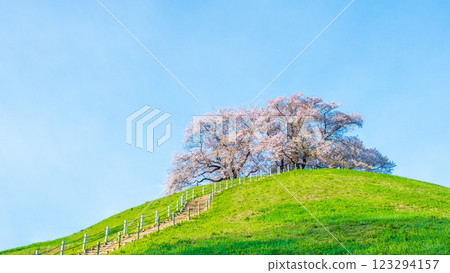 Cherry blossoms of the Marugameyama ancient burial mound (Sakitama Mound Tomb Park) 123294157