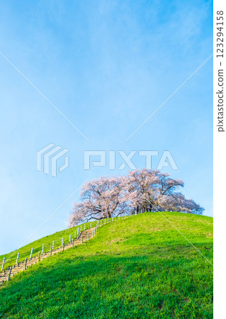 Marugameyama古墳（Sakitama Mound Tomb Park）的櫻花 123294158