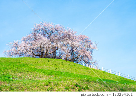 Cherry blossoms of the Marugameyama ancient burial mound (Sakitama Mound Tomb Park) 123294161