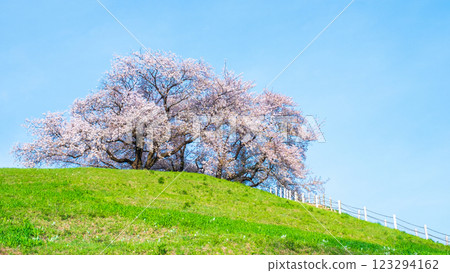 Marugameyama古墳（Sakitama Mound Tomb Park）的櫻花 123294162