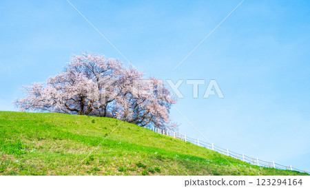 Cherry blossoms of the Marugameyama ancient burial mound (Sakitama Mound Tomb Park) 123294164