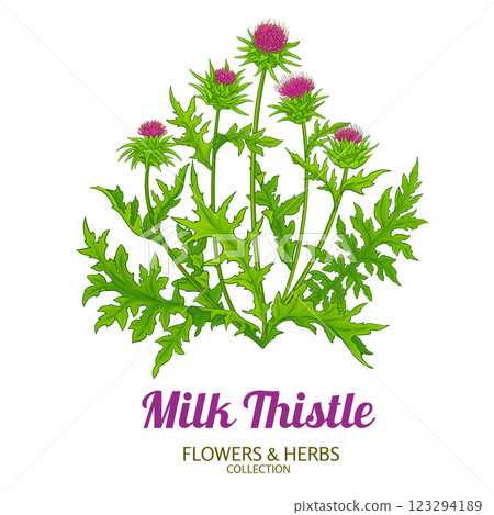 Milk Thistle Plant Colored Detailed Illustration 123294189