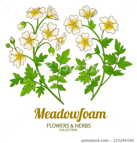 Meadowfoam Plant Colored Detailed Illustration 123294190
