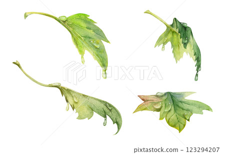 Green leaves in water dew drops. Bush tree foliage hand drawn in watercolor, Currant gooseberry maple sycamore avens. Isolated botanical illustration. Florist shop, herbal cosmetics, eco gardening Green leaves in water dew drops. Bush tree foliage hand drawn in watercolor, Currant gooseberry maple sycamore avens. Isolated botanical illustration. Florist shop, herbal cosmetics, eco gardening 123294207