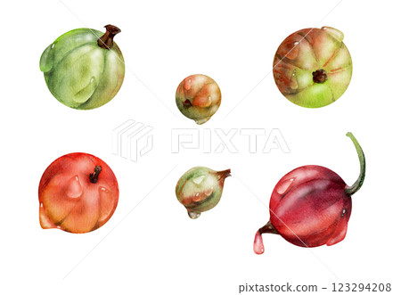 Currant gooseberry in water dew drops, garden berry huckleberry juneberry casseille jostaberry, watercolor hand drawn. Botanical isolated elements illustration. Restaurant, cafe menu, farmers market Currant gooseberry in water dew drops, garden berry huckleberry juneberry casseille jostaberry, watercolor hand drawn. Botanical isolated elements illustration. Restaurant, cafe menu, farmers market 123294208