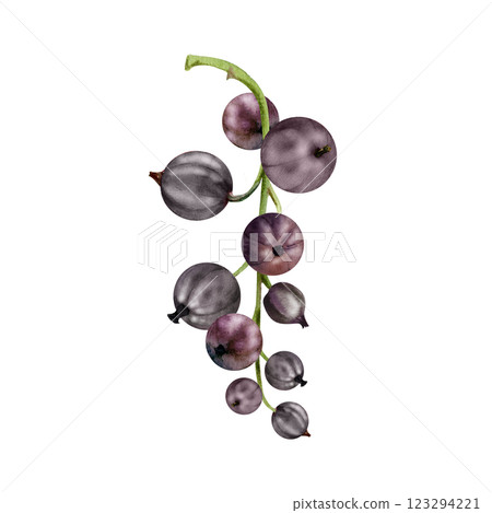 Currant gooseberry bunch branch cluster, ripe garden berry casseille juneberry jostaberry, watercolor hand drawn. Isolated botanical illustration. Home preserves, cookbook, organic food grocery store 123294221
