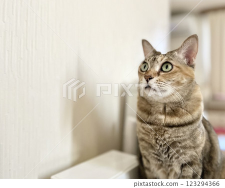 Copy space: Sitting brown pheasant cat Copy space: Sitting brown pheasant cat 123294366