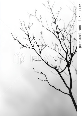 Silhouetted branches against a soft misty backdrop in winter 123294436