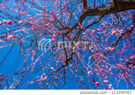 Blue sky and weeping plum trees: elegant plum trees at Nakagawara Plum Grove 123294561