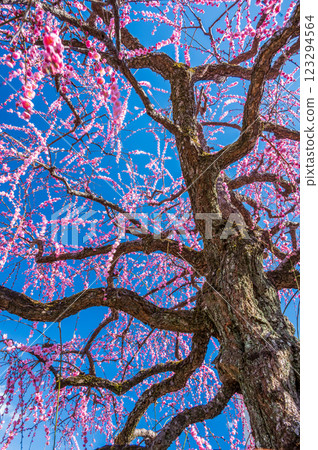 Blue sky and weeping plum trees: elegant plum trees at Nakagawara Plum Grove 123294564
