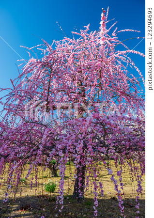 Weeping plum blossoms at Zuiunji Temple, Nakagawara Plum Grove, Soga Plum Festival 123294693