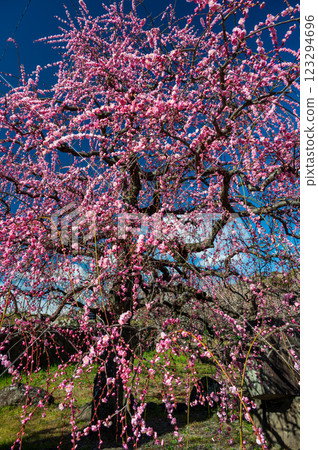 Weeping plum blossoms at Zuiunji Temple, Nakagawara Plum Grove, Soga Plum Festival 123294696