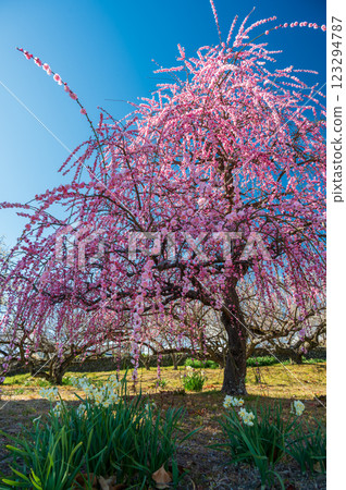 Weeping plum tree at Zuiunji Temple, Nakagawara Plum Grove, graceful plum trees 123294787
