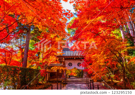 Autumn leaves on the approach to Komyo-ji Temple in Kyoto Autumn leaves on the approach to Komyo-ji Temple in Kyoto 123295150