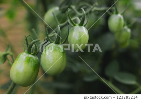 藍番茄 123295214