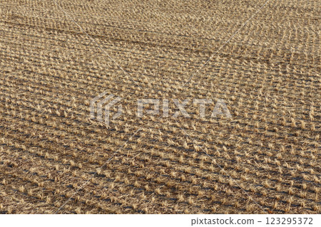 Winter rice field Winter rice field 123295372