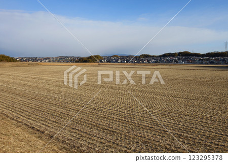 Winter rice field Winter rice field 123295378