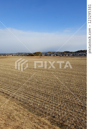 冬季稻田 冬季稻田 123295381