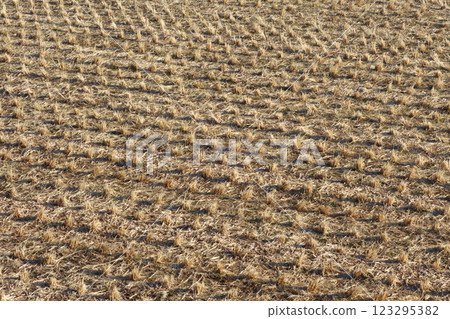 Winter rice field Winter rice field 123295382