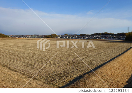 Winter rice field Winter rice field 123295384