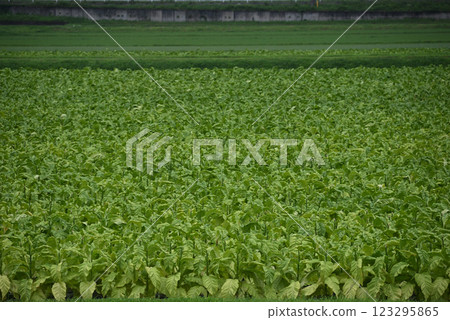 煙草田 煙草田 123295865