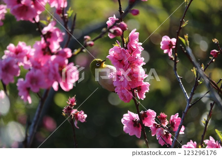 梅花與繡眼鳥在枝頭 123296176