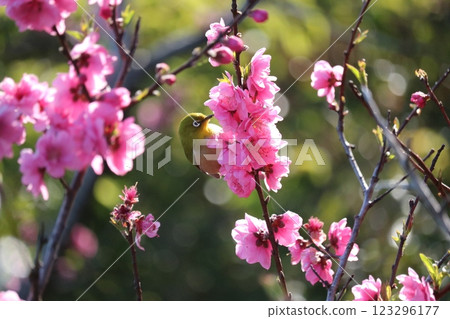 梅花與繡眼鳥在枝頭 123296177