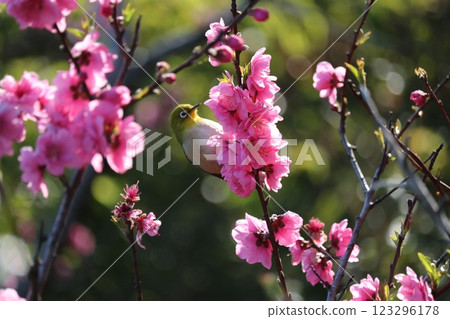 梅花與繡眼鳥在枝頭 123296178