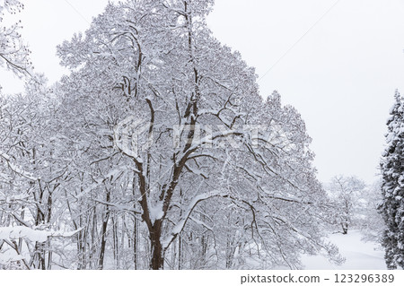 Snowed trees 123296389